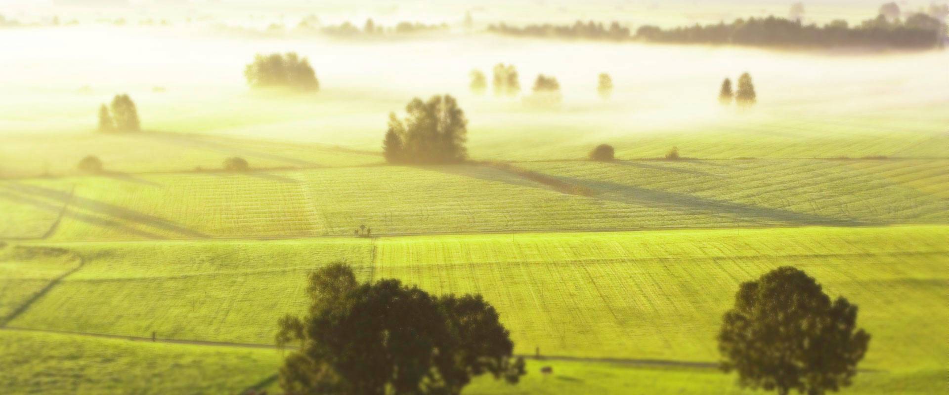 靠“桃”，以猕猴桃产业带动百姓增收